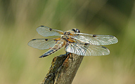 Four-spotted Chaser (Male, Libellula quadrimaculata)